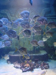 Aquarium Atlantis Bahamas Michel Raymond