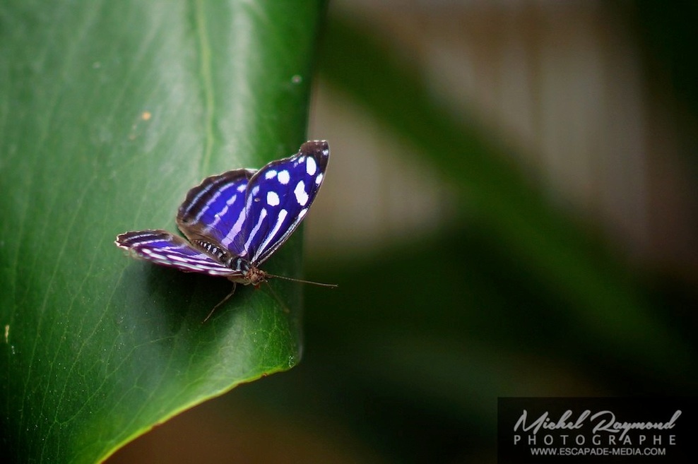papillon bleu à tache blanche