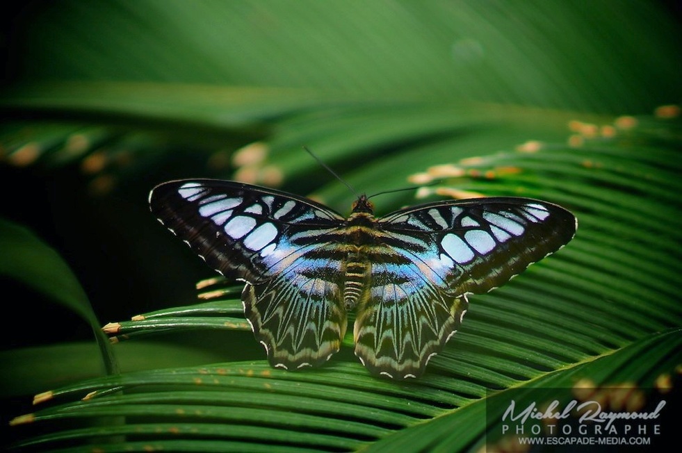 papillon Clipper bleu avec tache bleu et vert