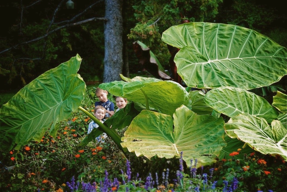 photo des enfants dans les plantes géante du jardin botanique de Montréal