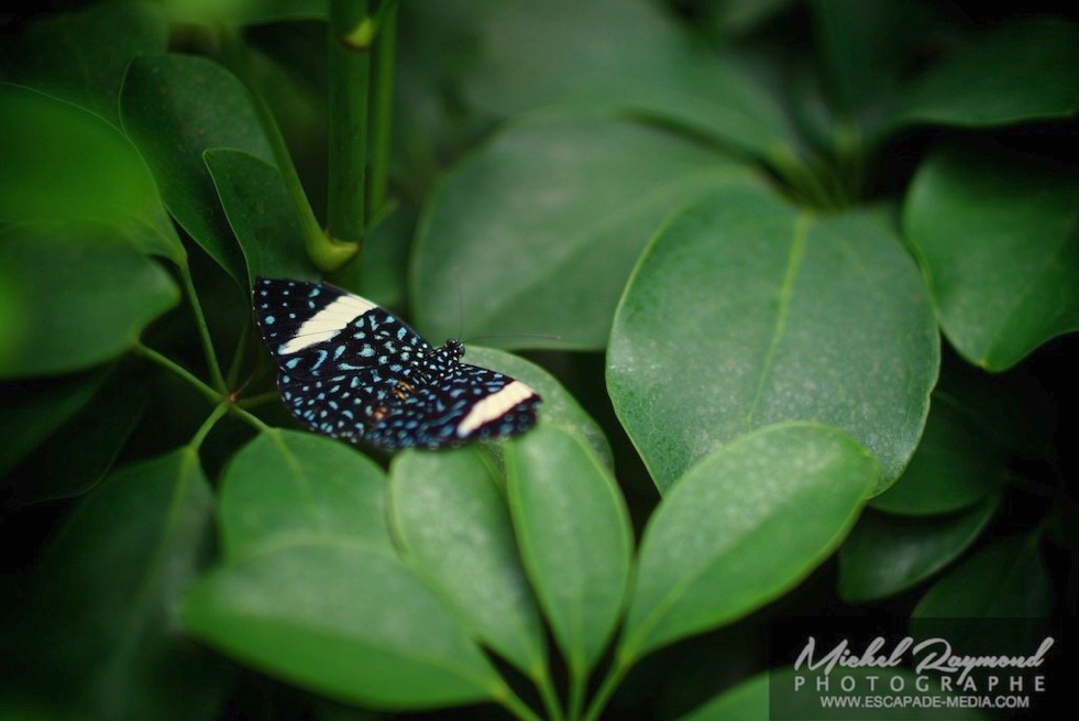 papillon bleu avec ligne jaune