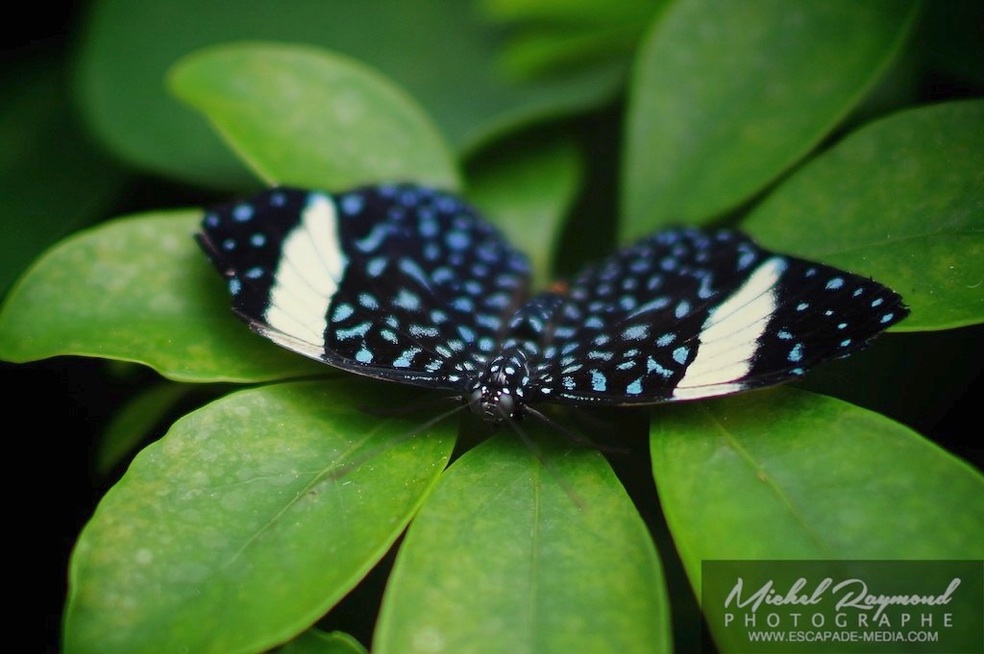 papillon Craqueu bleu-King Cracker