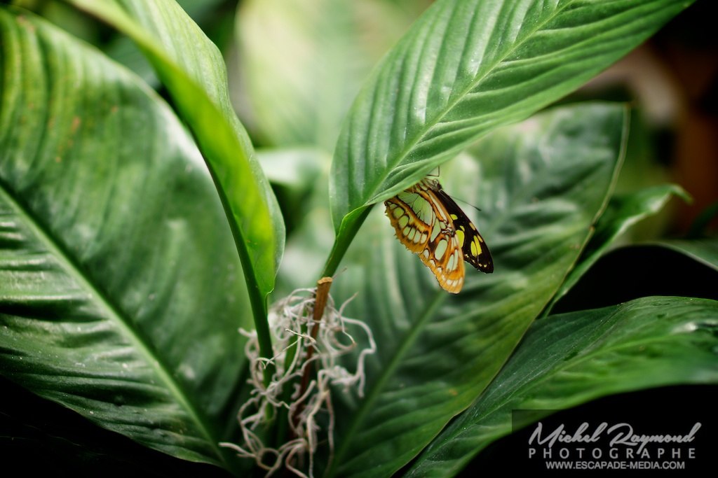 papillonSiproéta stelenes-malachite