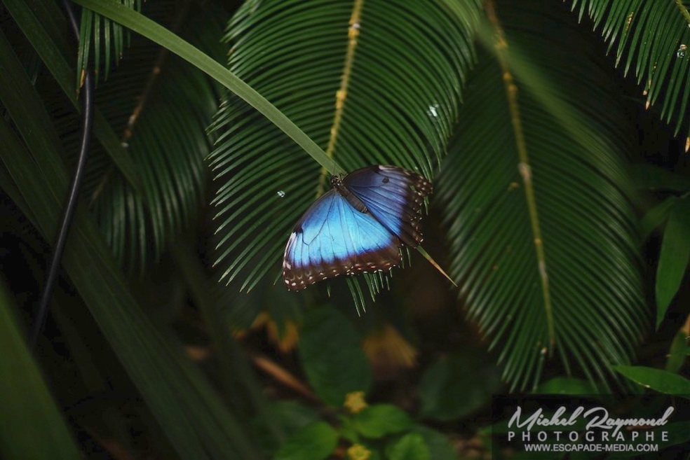 morpho bleu à la pappilonnerie de la ferme Guyon