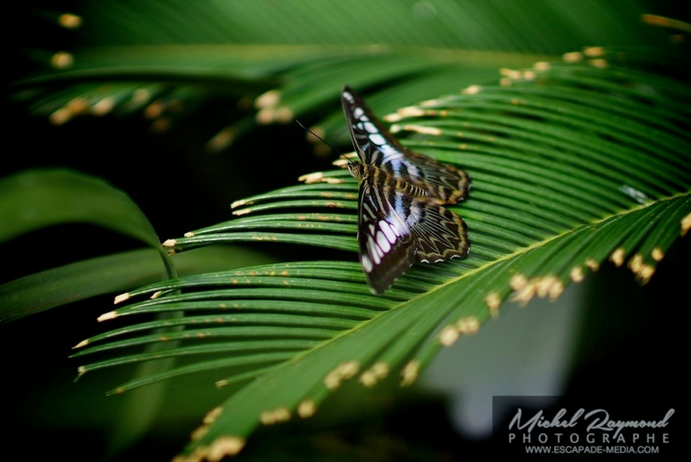 papillon bleu et vert