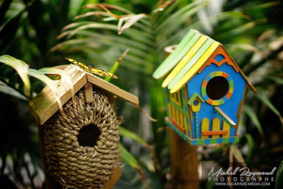 cabane à oiseau avec un papillon jaune
