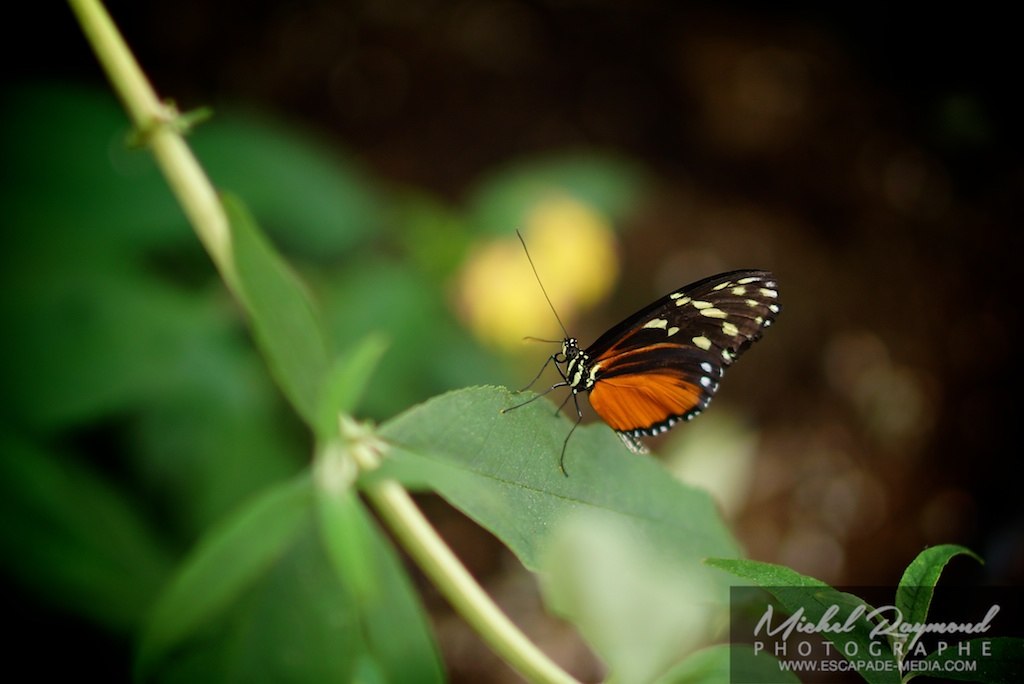 petit papillon orange du Costa Rica