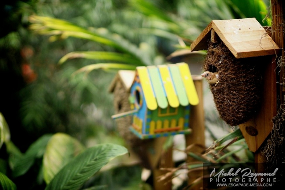bébé oiseaux dans une petit cabane