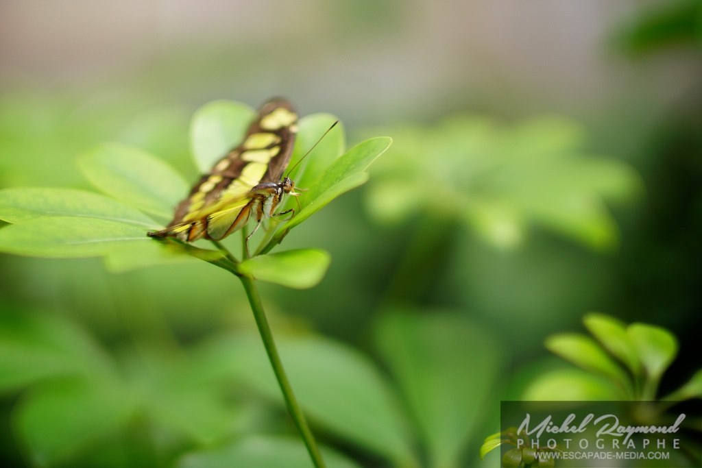 Papillon vert sur une feuille