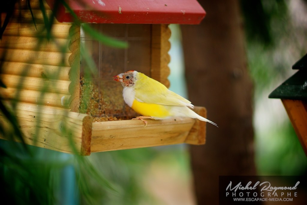 petit pinson jaune en train de ce nourrir 