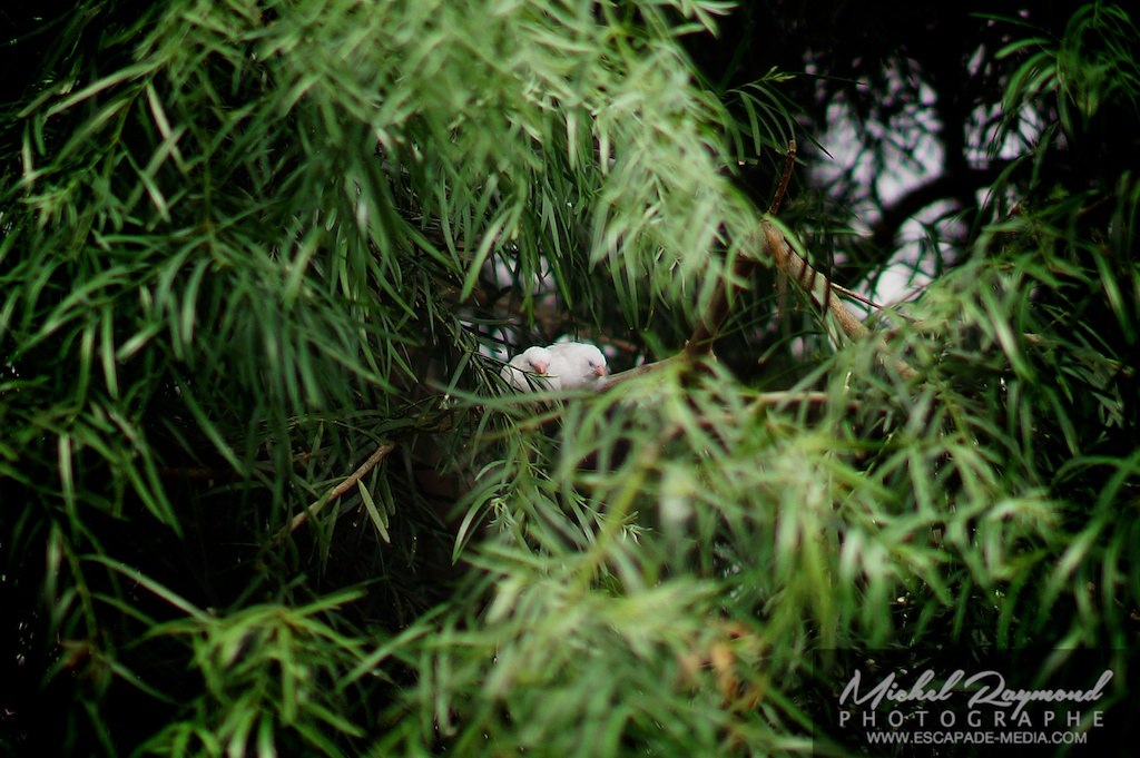deux petit pinson blanc dans un arbre
