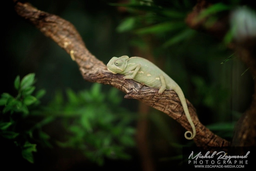 caméléon dans la volière de la ferme Guyon