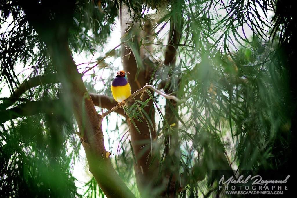 Oiseau exotique de la ferme Guyon