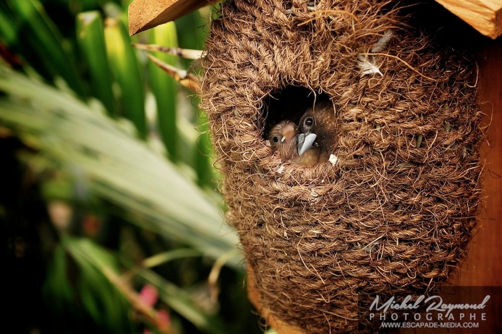 maman oiseau avec bébé oiseau dans une petite cabane